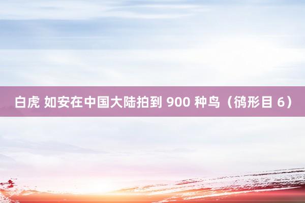 白虎 如安在中国大陆拍到 900 种鸟（鸻形目 6）